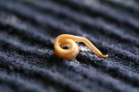 About Intestinal Parasites